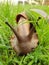 Detail of Giant African Land Snail on Grass
