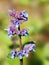 Detail of Giant catmint - Nepeta grandiflofa - with blue flowers