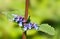 Detail of Giant catmint - Nepeta grandiflofa - with blue flowers