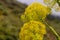 Detail of a giant fennel after a rain shower, Gran Canaria