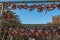 Detail of giant wooden racks with fish heads hanging in open sea air to dry on the Lofoten islands in Norway on clear winter day