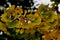 Detail of ginkgo biloba leaves in autumn