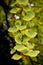 Detail of ginkgo biloba leaves in autumn