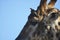 Detail of giraffe`s head with red-billed oxpecker on blue background