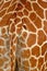 Detail of giraffe skin