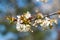 Detail of globular bunch of florets of cherry tree. Flower ball with white petals. Branch of fruit tree in bloom in spring