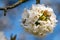 Detail of globular bunch of florets of cherry tree. Flower ball with white petals. Branch of fruit tree in bloom in spring