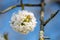 Detail of globular bunch of florets of cherry tree. Flower ball with white petals. Branch of fruit tree in bloom in spring