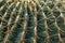 Detail of the Golden barrel cactus