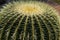 Detail of the Golden barrel cactus