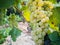 Detail of grape clusters and green grape leaves in a vineyard field located in Vilafranca del Penedes in Catalonia, Spain