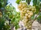 Detail of grape clusters and green grape leaves in a vineyard field located in Vilafranca del Penedes in Catalonia, Spain