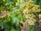 Detail of grape clusters and green grape leaves in a vineyard field located in Vilafranca del Penedes in Catalonia, Spain