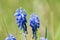 Detail of grape hyacinth in bloom in a garden. Muscari armeniacum, blue spring bulbous grape hyacinth flowers in bloom