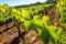 Detail of grapevine leaves against out of focus vineyard