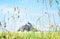 Detail of grass in the foreground, with the defocused silhouette of Mont Saint Michel in the background