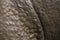 Detail of greater one-horned rhinoceros skin