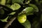 Detail of green barbados cherry or acerola fruit Malpighia glabra Linn