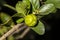 Detail of green barbados cherry or acerola fruit Malpighia glabra Linn