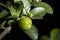 Detail of green barbados cherry or acerola fruit Malpighia glabra Linn
