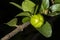 Detail of green barbados cherry or acerola fruit Malpighia glabra Linn on a tree