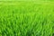 Detail of green barley field