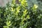 Detail of green buxus sempervirens shrub, branches with leaves