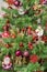 Detail of green Christmas (Chrismas) tree with colored ornaments, globes, stars, Santa Claus, Snowman