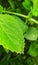 The detail of the green cumin leaves grows thickly