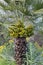 Detail of Green Dates Fruit of the Palm Tree