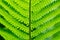 Detail of green fern