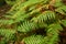 Detail of green ferns in a forest