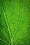 Detail on green leaf capillaries