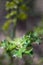 Detail Green Leaf Thorn Germany