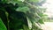 Detail of green leaf and wet when raining drops falling down, slow motion