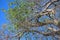 DETAIL OF GREEN LEAVES ON A BAOBAB TREE