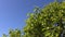 Detail of green leaves of orange tree against a vibrant blue sky