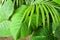 Detail green leaves in tropical garden. Alocasia macrorrhizos in Guatemala