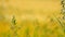 Detail of green oat grass growing in barley field. Field of ripening corn plants in June