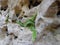 Detail of a green plant growing in a hole in a rock