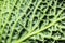 Detail of green savoy cabbage leaf