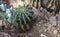 Detail of a green-yellow Ferocactus