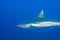 Detail of a grey reef shark Carcharhinus amblyrhynchos