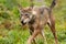 A detail of the grey wolf hunting and running with tail up in the mountains