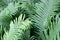 Detail in ground cover of bright green ferns in woodsy garden landscape