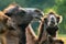 Detail of a group of Bactrian camels, Camelus bactrianus, also known as the Mongolian or domestic camel. Large even-toed