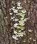 Detail of a group of bracket fungi on a tree trunk.