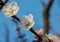 Detail of a group of cherry blossoms in bloom