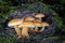 Detail of group of edible mushrooms known as Enokitake