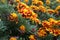 Detail of a group of orange yellow marigolds  in a botanical garden